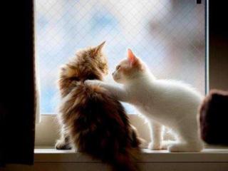 朋友亲人离去怎么安慰（生活中怎样安慰悲伤的朋友）