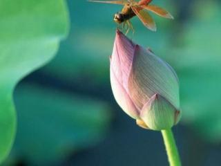 描写夏天的好句（60句夏天诗词佳句）