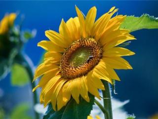 两人相爱珍惜的好句子（珍惜彼此感情的句子）