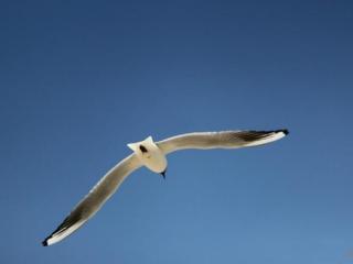 关于生活的格言（关于生活的简短语录）