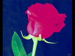 伤感爱情语录（意味深长的伤感爱情语录）