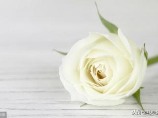 白玫瑰代表什么（不同数量的白玫瑰都代表什么含义）
