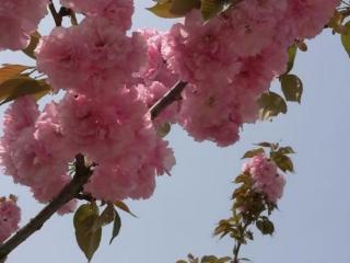 描写樱花（格律诗词.七绝.赏樱花）