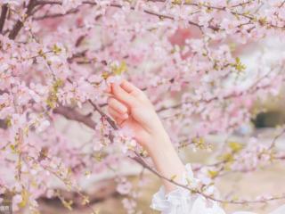 桃花短语（描写桃花的经典名句）