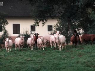 支付宝口令红包（刷屏的支付宝红包是什么套路）