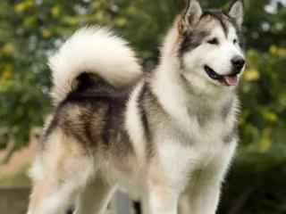 阿拉斯加雪橇犬（世界犬种-阿拉斯加雪橇犬）