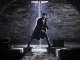 神奇的动物在哪里（看不懂神奇动物在哪里）