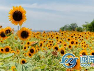 三八妇女节短信祝福语（三八节祝福语精短句大全）