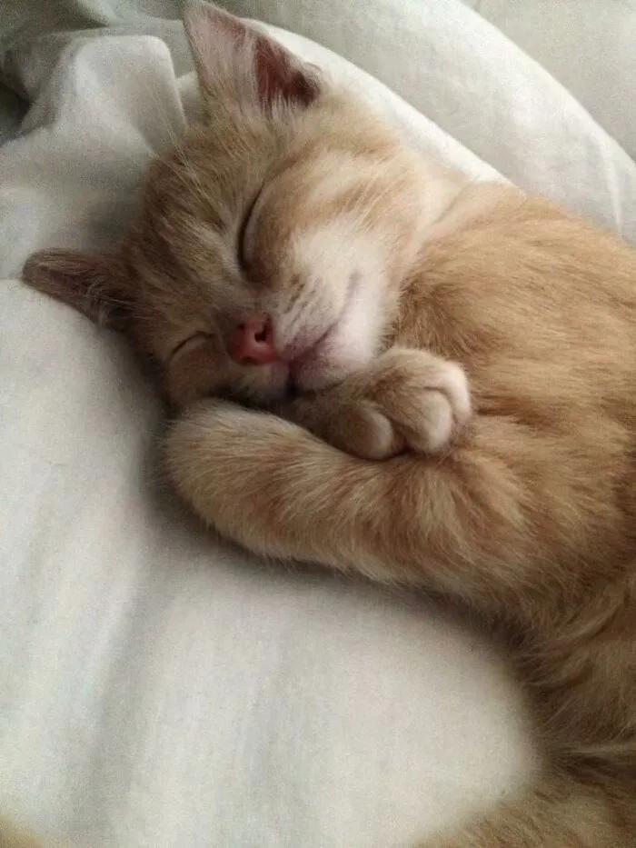 猫咪睡觉的样子图片图片