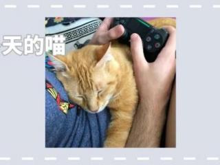 睡觉了的图片（一组治愈的猫咪睡觉图片）