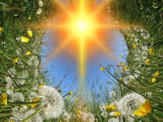 太阳花的花语（生命之光中盛开的太阳花）