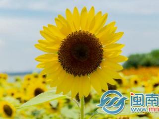 关于高考的祝福语（高考祝福语简短10字）