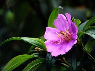 虎头蛇尾是什么意思（为什么你做事总是虎头蛇尾）