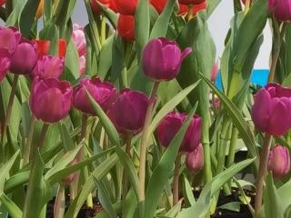 知道小三的手机号怎么报复他（原配妻子该报复第三者吗）