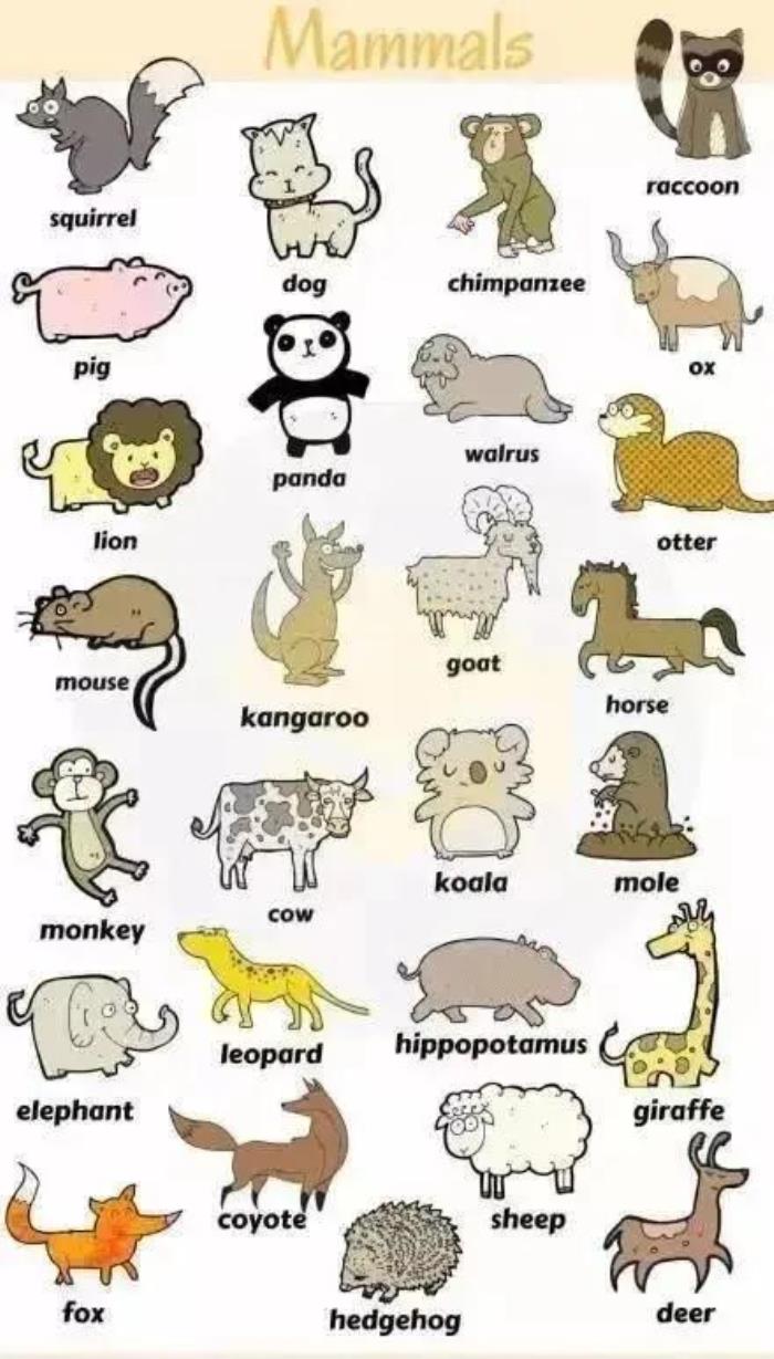 企鹅用英语怎么说英语动物类词汇大全