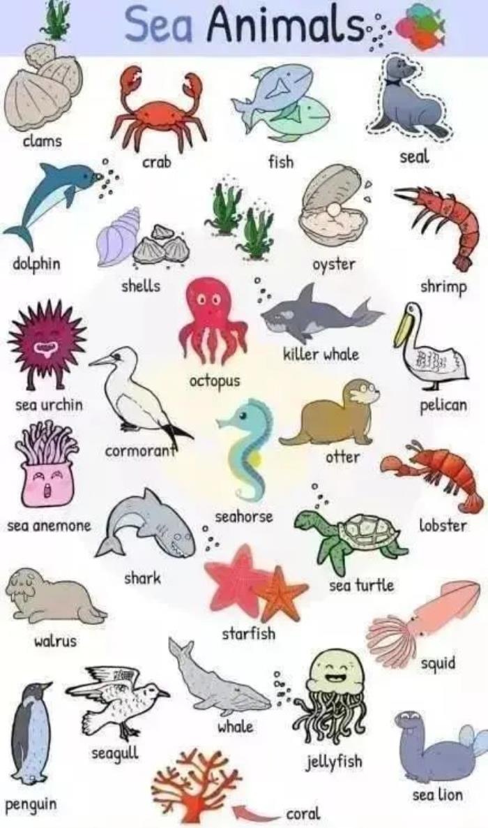 螃蟹用英语怎么说图片