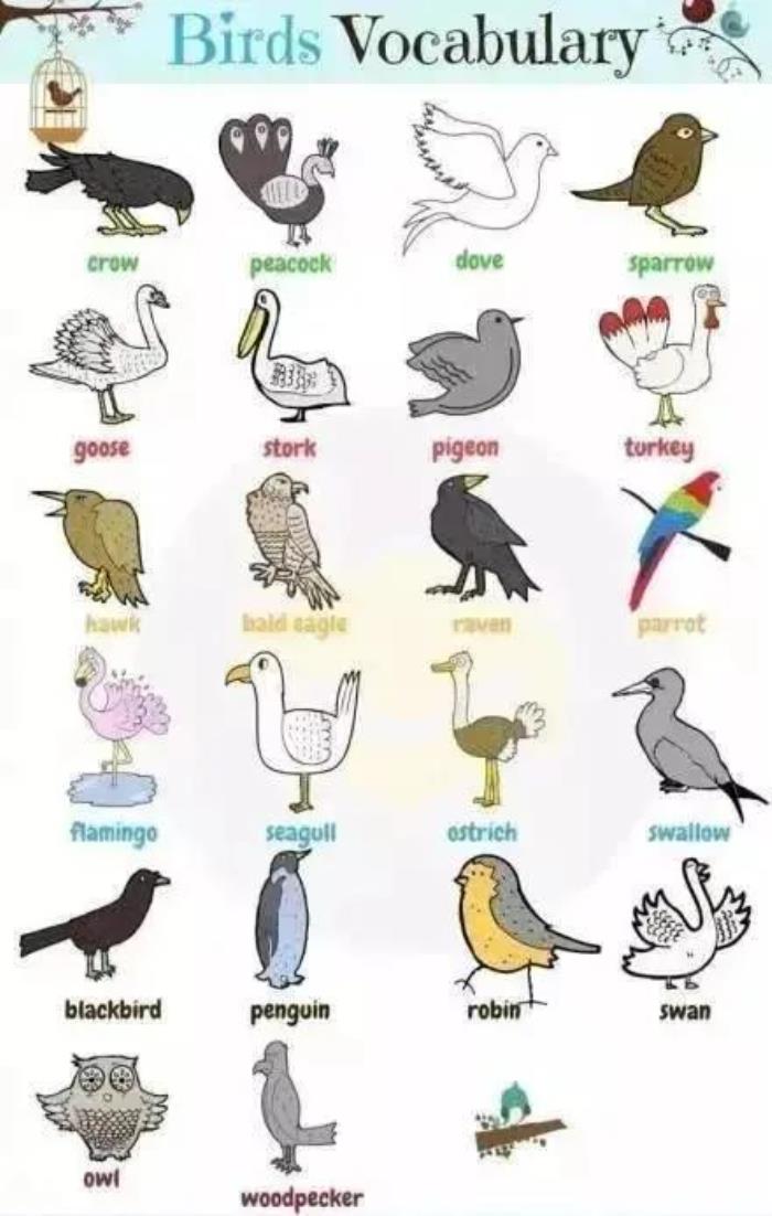 企鹅英语怎么读读音图片