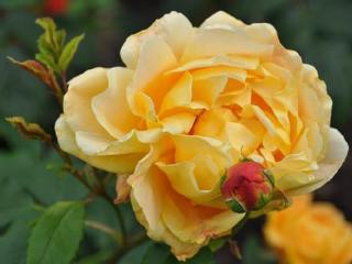 生活感悟的图片（感悟生活的经典短句）