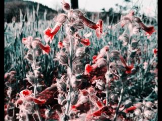 七杀贪狼破军（中破军、七杀、贪狼）