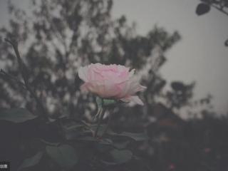 我明知道你走的太早（我明知道你走得太早）