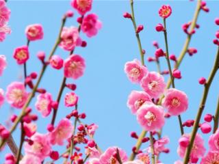 咏梅的诗句（最负盛名的十句咏梅诗词）