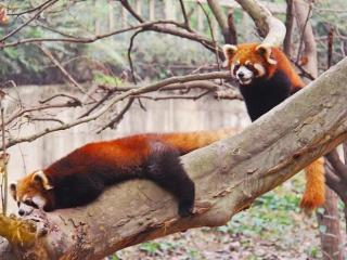 女朋友提分手了但她也很难过，分手后明明对方也很难受