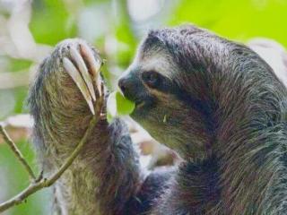 树懒为什么这么慢（树懒的动作比乌龟还慢）