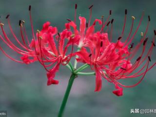 彼岸花的故事（只知道彼岸花的花叶永不相见）