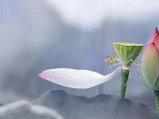 什么是单姓什么是复姓（中单姓、复姓各多少）