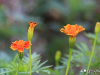 懂比爱重要（懂和爱到底哪个更重要）