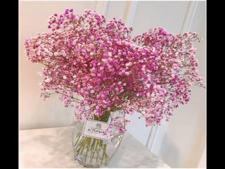 收到花的心情短语（收到满天星花的朋友）