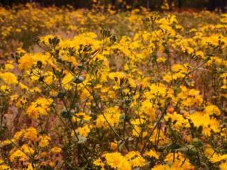 出轨一次丈夫坚决离婚（而丈夫却要与我离婚）