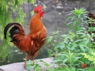 生肖鸡和什么生肖最配（鸡生肖配什么生肖最好）