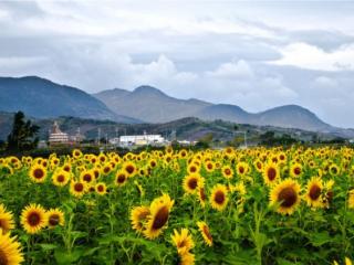 老公出轨了但是很爱家（为什么老公却出轨了）