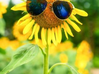 醒来时的一记阳光（又是阳光明媚的一天；早安）