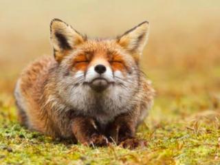 五仙是哪五个动物（其实就是平日里最常见的动物）