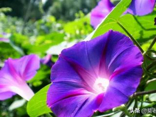 女人如果有外遇了还能挽回吗（丈夫应该如何挽回婚姻）