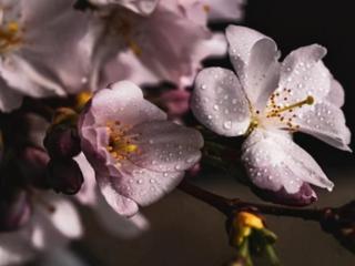 丈夫一次次出轨怎么办（面对男人一次次的出轨）