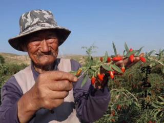 红枸杞有什么功效作用（怎样分辨真假红枸杞）