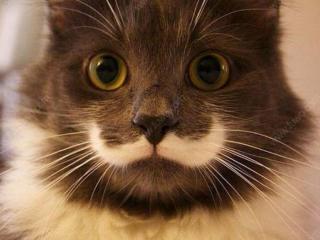 胡子会越刮越多吗（胡子真的会越刮长得越快吗）