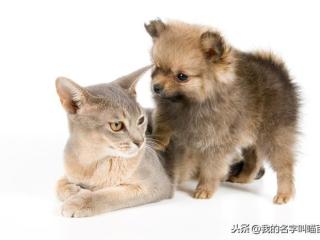 猫的寓意和象征（饲养宠物猫有什么象征意义吗）