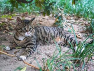 猫的品种及价格（6种常见宠物猫的价格）