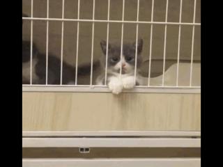 宠物铁路托运（最全托运宠物指南来了）