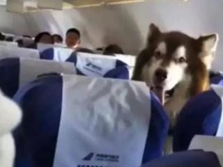 宠物可以带上飞机吗（飞机上到底能不能带宠物）