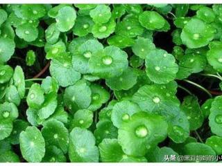 积雪草对皮肤的作用（积雪草是修复皮肤的圣品吗）