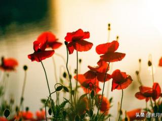 意难平什么意思（你知道什么叫意难平吗）