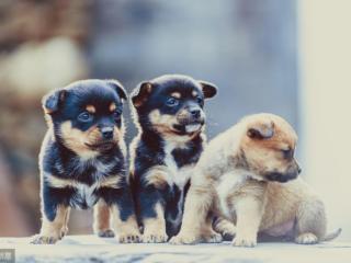 狗的品种有什么（带你认识常见的狗狗品种）