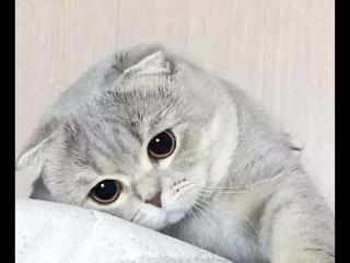 猫临死前的征兆（可能会出现这6个征兆）