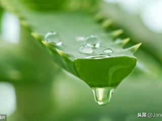 芦荟胶用久了脸会变黑（92%跟99%芦荟胶）