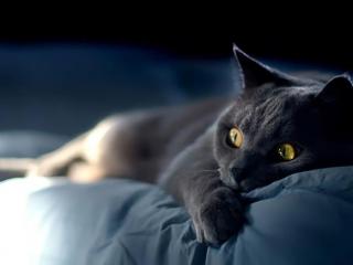 黑猫是什么品种（为什么劝你不要养黑猫）